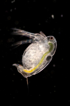 Moina macrocopa kleiner Kugelwasserfloh